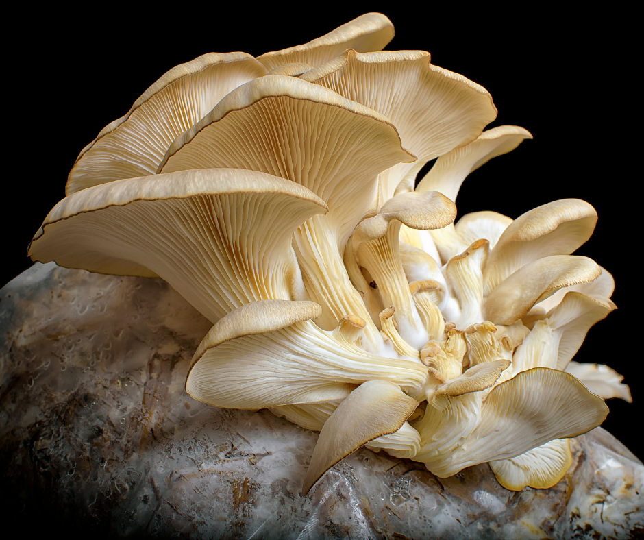 You are currently viewing Krótka historia statyn – czy podobnie działa boczniak i pieczarka?