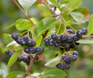 Read more about the article Owoce jagodowe na „cholesterol” – jak poprawić profil lipidowy?