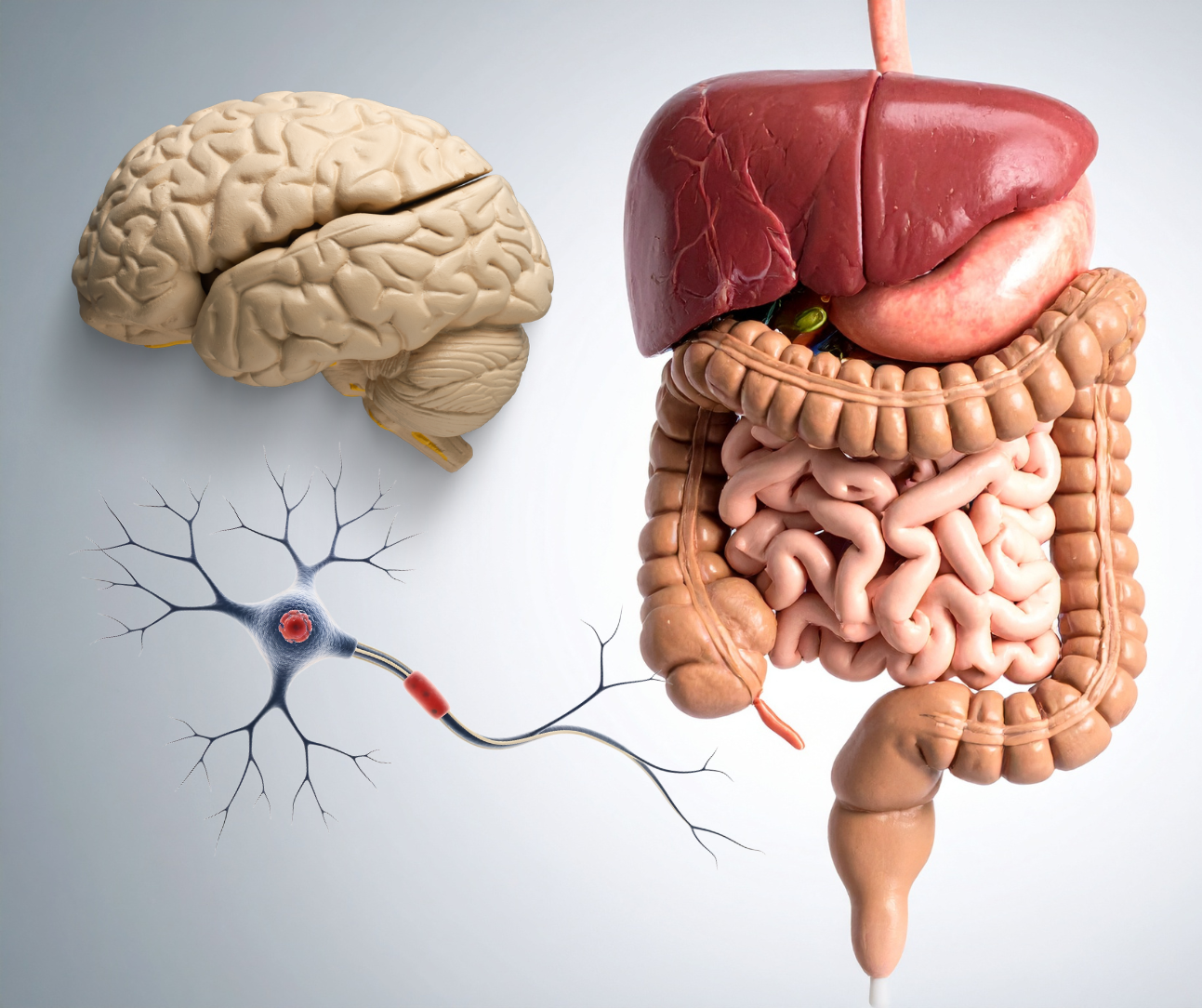You are currently viewing Aktywność fizyczna a bariera jelitowa